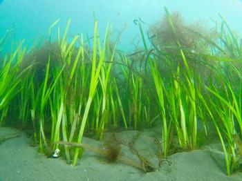 海の砂地に緑色の細長いアマモが群生しているアマモ場の写真
