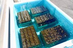 水が張られた青いコンテナの中に、アマモの苗が入った5つのコンテナが入っている様子を上から撮影した写真