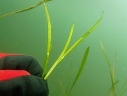 水中で赤と黒の手袋をした手が細長い緑色のアマモの花枝を数枚つまんでいる写真
