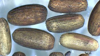 細長い楕円形で茶色や黄褐色をした表面に縦の筋模様が入ったアマモの種をアップで写した写真