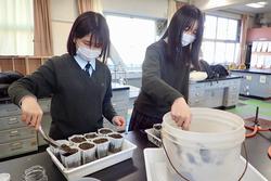 トレーに並べられた育苗ポットにスコップのようなものを使って丁寧に土を入れている2人の女子生徒の写真