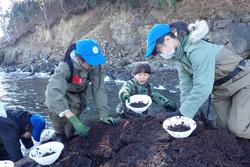 波打ち際の磯で、子どもたちがボウルを持って海藻を採取している様子の写真