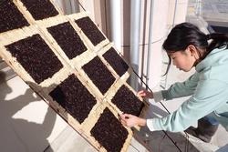 子どもが竹の枠に並べた海苔を屋外で天日干ししている様子の写真