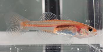 全体が薄い赤色で透明な体を持つ小さな魚で、内臓や背骨が透けて見えるクダリボウズギスが水槽の中で横向きに泳いでいる写真