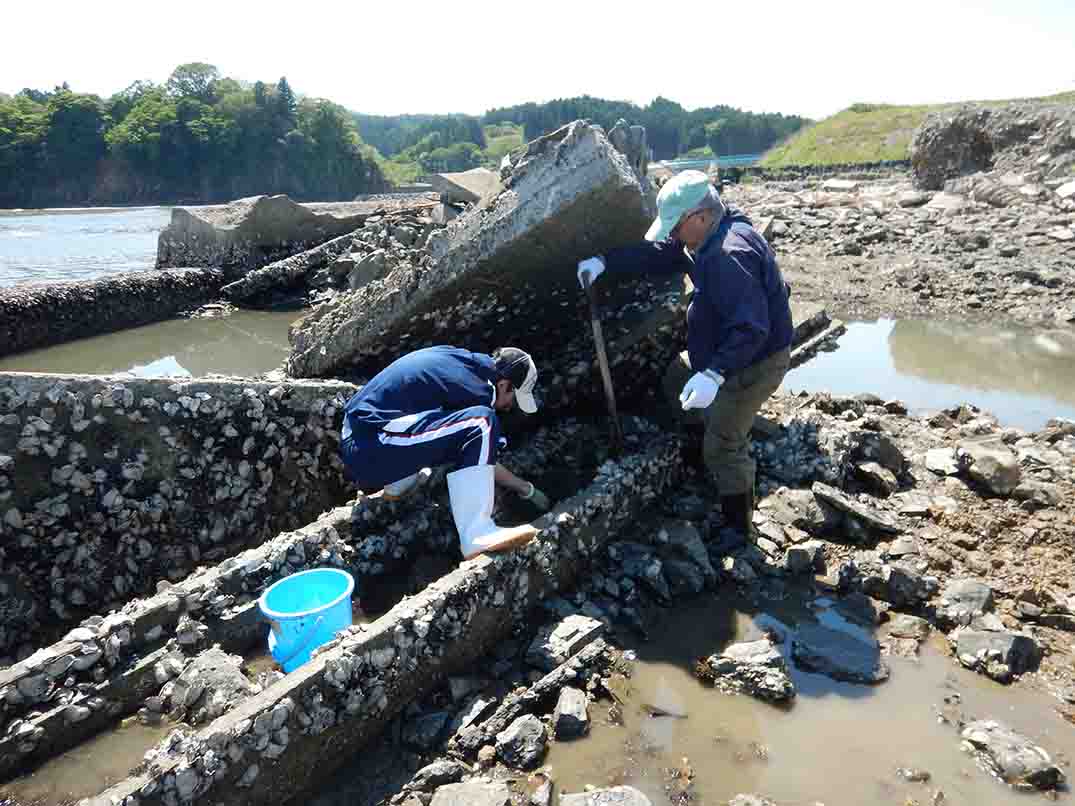 緑色の帽子を被った男性と紺色のジャージ姿の男子生徒が溝の中を見ている、底土中生物の探索の様子の写真