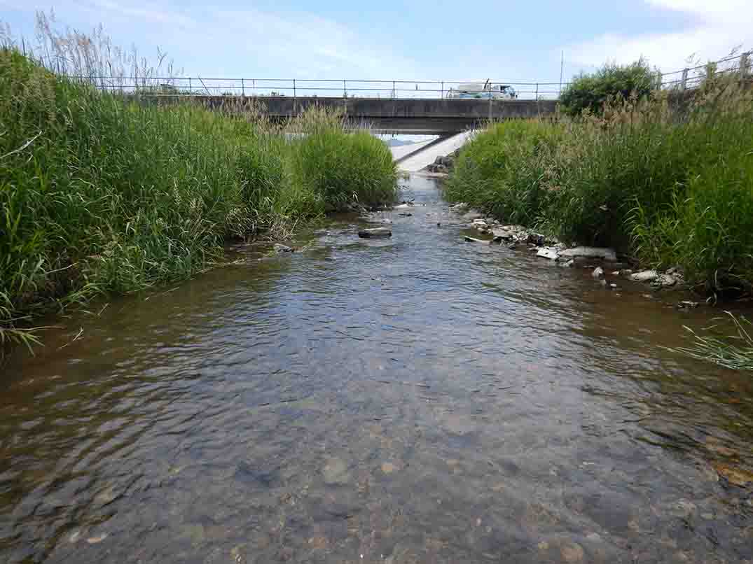 橋を車が通行し、両端に鬱蒼と茂った草が生えている八幡川の写真