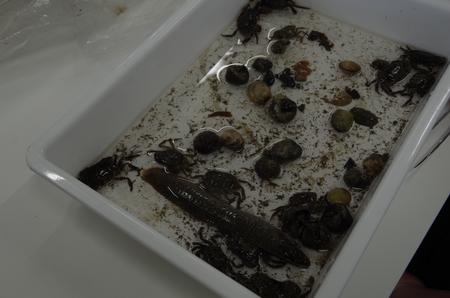 白い長方形のトレイの中に干潟で見つけてきたカニ類や貝類などの生き物が並んでいる写真