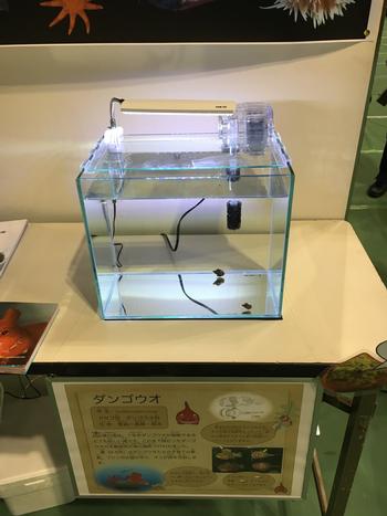 屋内ブースの机上に置かれた小さなガラス水槽の中で、2匹のダンゴウオが泳いでおり、その手前にはダンゴウオについての解説が書かれたパネルが置かれている写真
