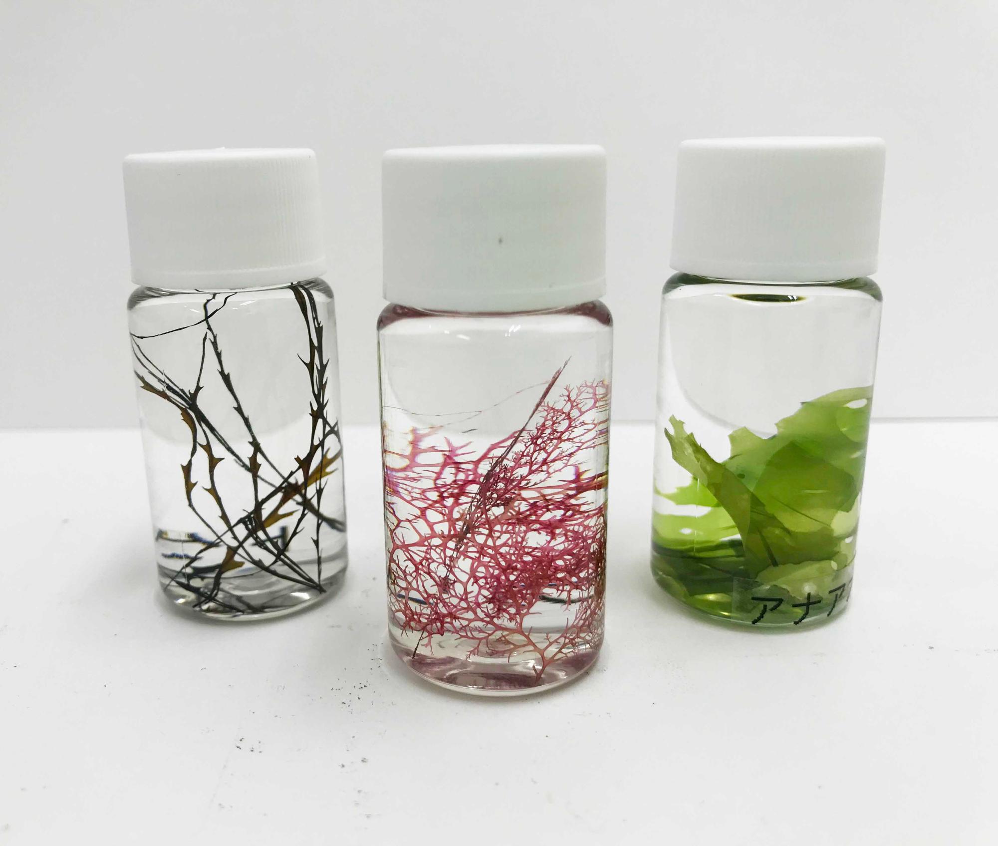 左は黒っぽいトゲのある海藻、中央は赤く細かい枝のような海藻、右は緑色の葉状の海藻が三つの小さな透明な瓶に入り完成した海藻ハーバリウムの写真