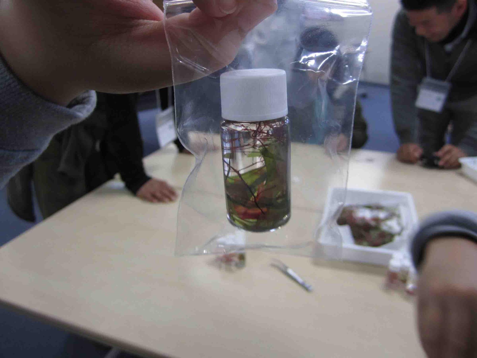 小瓶に入れた採取した海藻で作ったハーバリウムをカメラに見せている写真