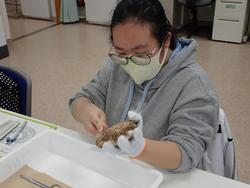 左手に軍手をはめた女の子が道具を使用して貝をあけようとしている写真