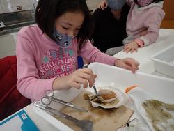 ピンク色の服を着た女の子が、ピンセットを使ってホタテの観察をしている写真