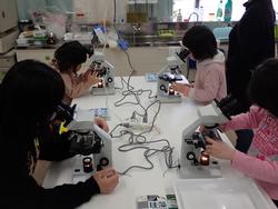 顕微鏡を使って観察している子どもたちの写真