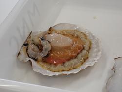 上の殻を外して中身が露わになったホタテの写真