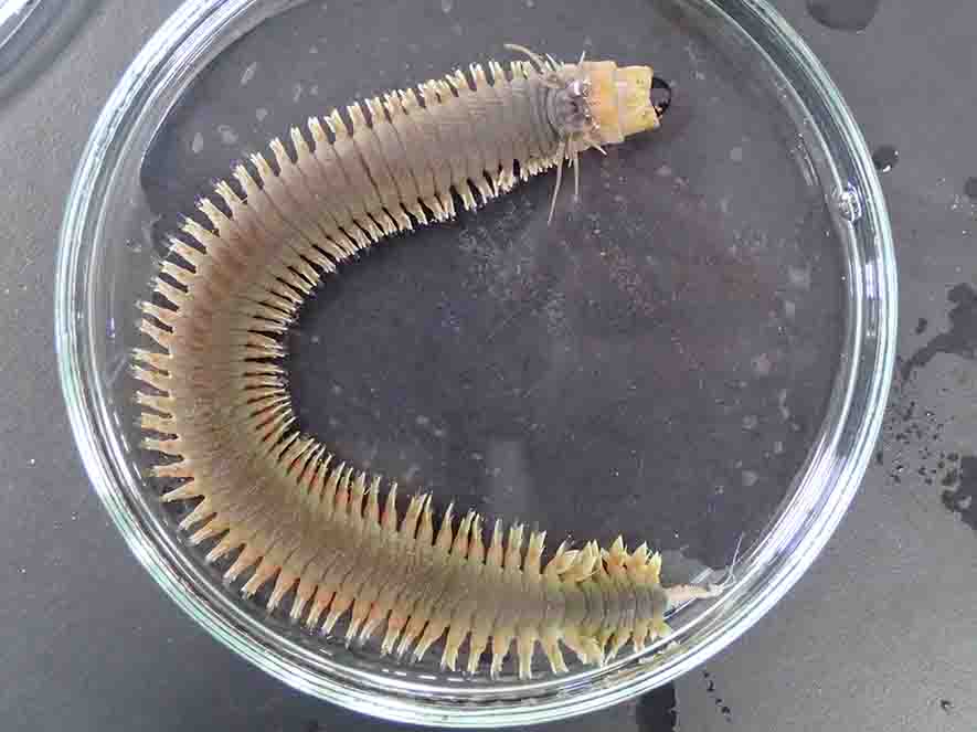 細長い紐状で、多数の節と疣足を持つジャムシの写真