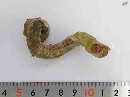 約6センチメートル位の長さでヘビのような形をしたオオヘビガイの写真