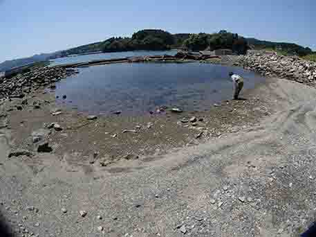 水が溜まっている松原干潟の中を男性が覗き込むように見ている写真