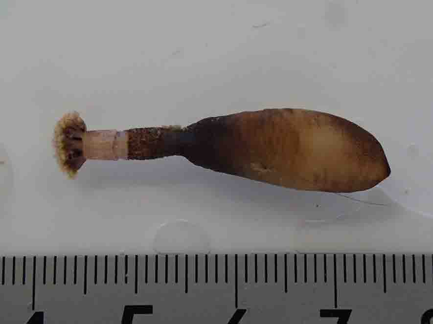 約3センチメートル位の大きさで、全体的に茶色く風船が縮んだ様な形をしたスジホシムシモドキの写真