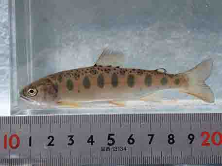 約10センチメートル位の大きさで、体側に小判型の斑点を持つヤマメの写真