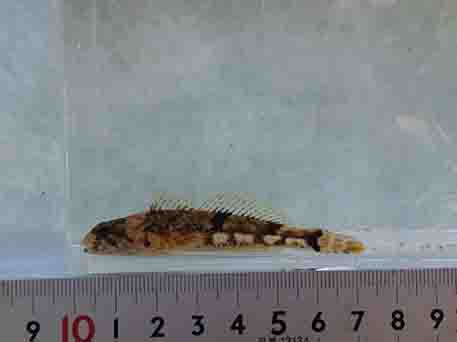 約7センチメートル位の大きさで、褐色で背部から体側にかけて鞍状の斑紋があるウツセミカジカの写真