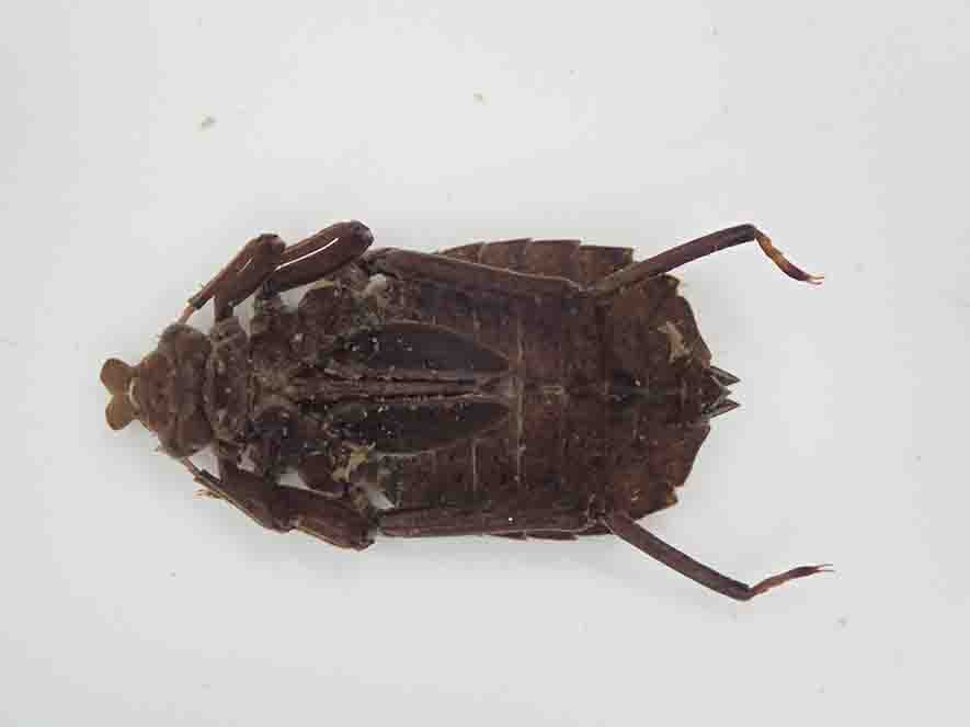 触角が丸く、広葉樹の枯れ葉のような体形のコオニヤンマの幼虫の写真