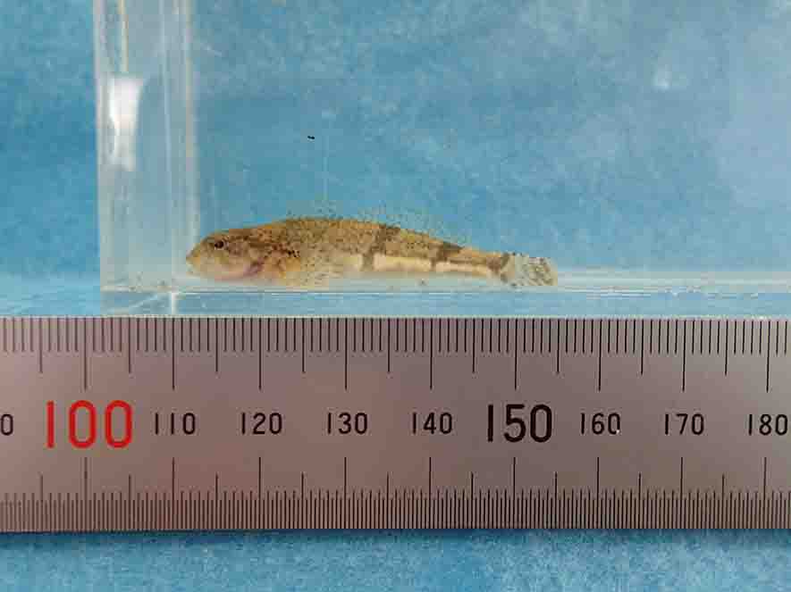 定規と一緒に水槽内で撮影された小さなウツセミカジカの稚魚の写真