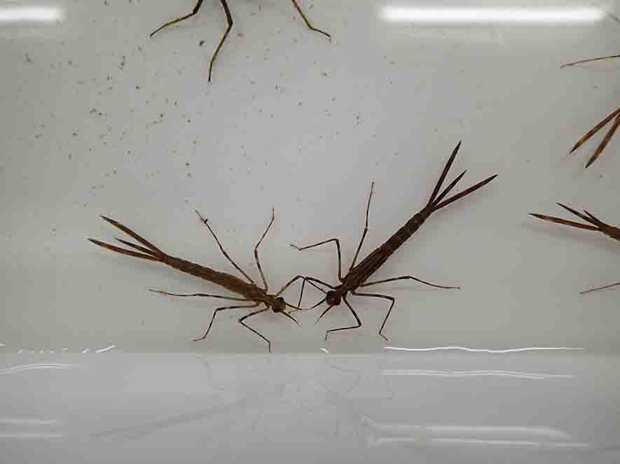 2本の触角と3本脚で、尾っぽが3股に分かれているこげ茶色をしたカワトンボの写真