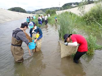 鬱蒼と草が生えた川の中に入った参加者たちが、それぞれ網を使用し生物を採取している様子の写真