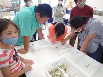 トレーに入った生物を観察している子どもたちの写真