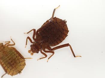 茶色の体をした6本脚のコオニヤンマの写真