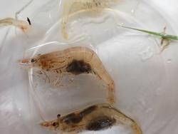 体がくの字型に折れ曲がった透明のスジエビの写真