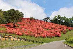 緩やかな坂道の横に、赤やピンクのツツジが一面に咲き誇る美しい丘の写真