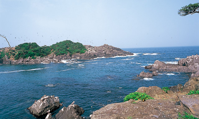 波立つ青い海の中、ゴツゴツした岩場と緑に覆われた松島の上を無数のウミネコが飛んでいる様子の写真