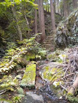 苔むした木の橋と石段が、静かな森の中の沢沿いに続いている様子を写した写真
