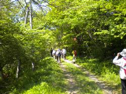 緑に囲まれた山道を複数の人が歩いている様子を写した写真