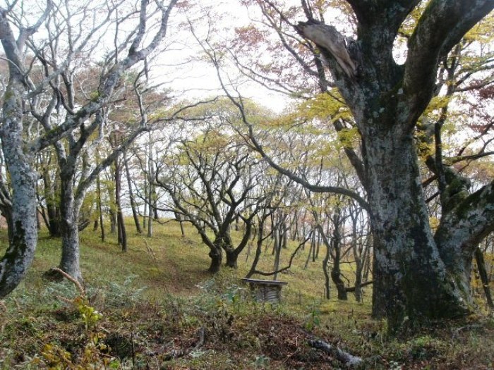 ケヤキ樹林地（歌津樋の口）