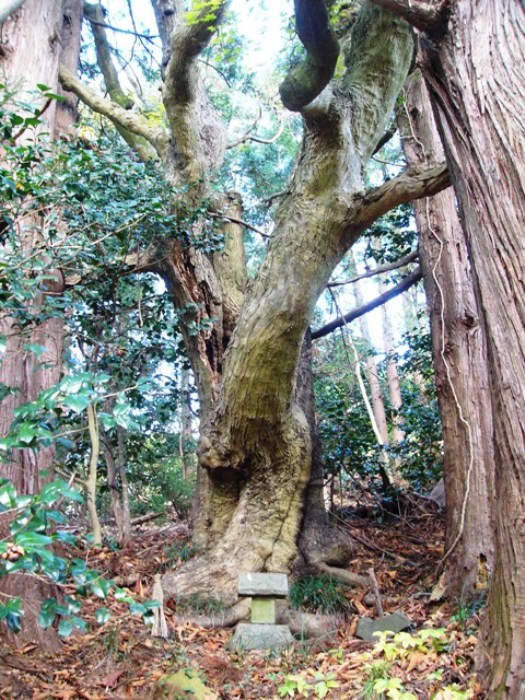 米広のイタヤカエデ（志津川米広）