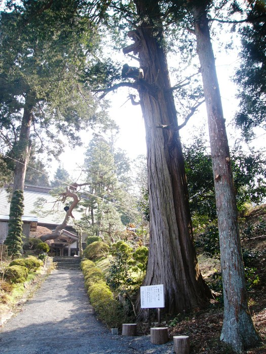 普門院のヒノキ（入谷桵葉沢）