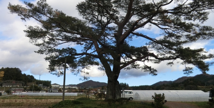 御休場の一本松（入谷中の町）