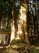 残谷のヒノキ（入谷山の神平）