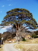 普門院山門の笠松（入谷桵葉沢）