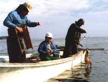 【漁業】タコ釣り