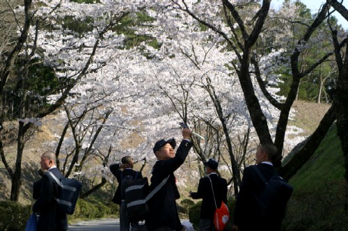 桜と高校生