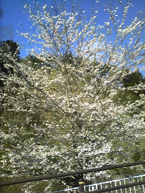平成２７年の桜