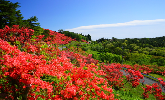 町の花　ツツジ